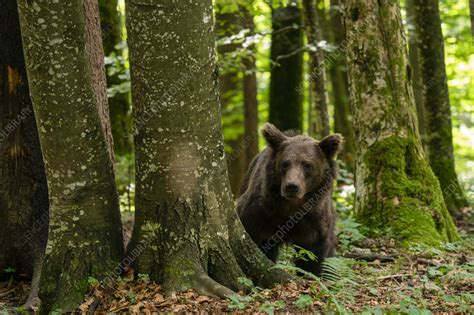 Eurasian brown bear - Stock Image - C057/7425 - Science Photo Library