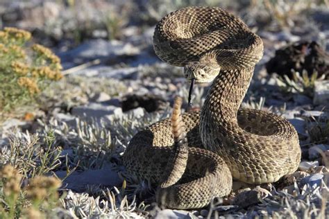 Rattlesnake Population By State A Z Animals