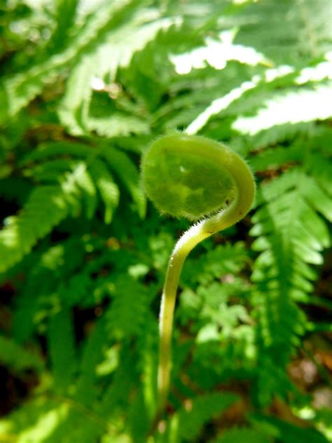 Thelypteris Kunthii Southern Shield Fern Unfurling Flickr