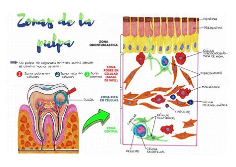 Pulpa Dentaria Histologia