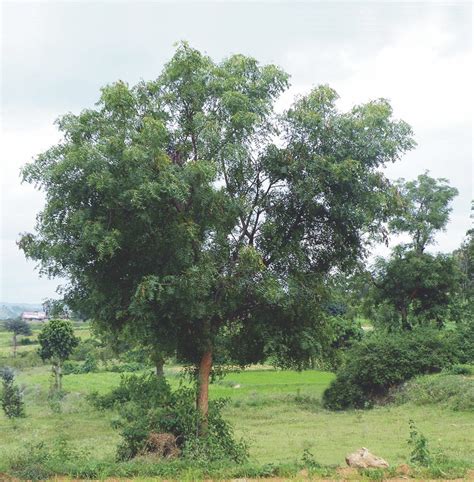 Neem Tree Seeds Azadirachta Indica 5 Seeds Etsy Uk