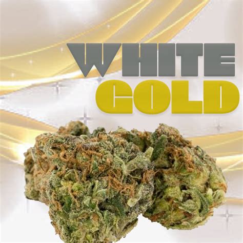 WHITE GOLD (AAA+) - 28G - Fast Kush Online