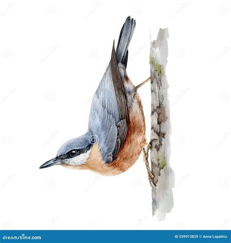 Nuthatch Bird Watercolor Illustration Hand Drawn Realistic Wildlife