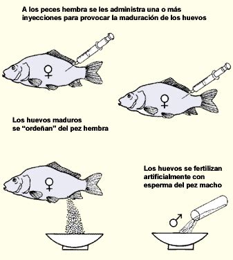 La Reproducci N De Los Peces