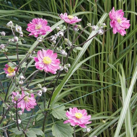 Anémone Du Japon Serenade Anemone Tomentosa à Fleurs Doubles Roses