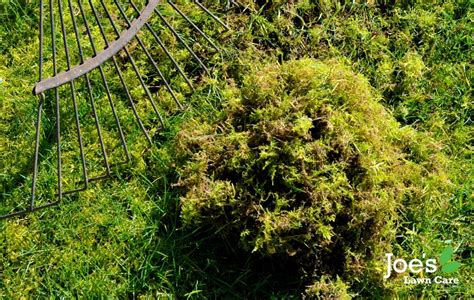 The Ultimate Guide To Removing Moss From Your Lawn Joe S Lawn Care