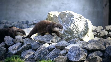 ᐅ Kuscheltier Otter Der perfekte kuschelige Begleiter für jede