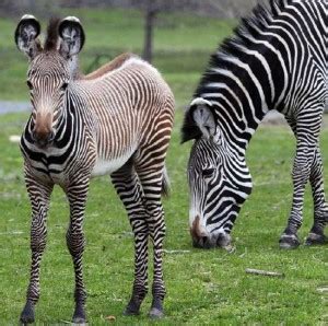 Zebra Foals - Baby Animal Zoo