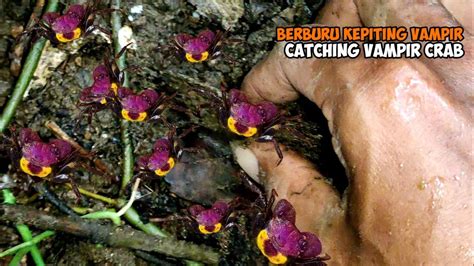 Berburu Kepiting Vampir Untuk Ditaruh Akuarium Catching Vampir Crab