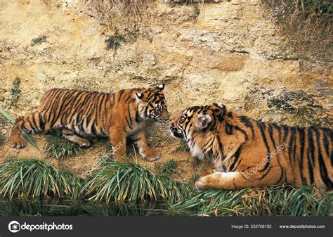 Tigre Sumatra Panthera Tigris Sumatrae Madre Cachorro Foto De Stock