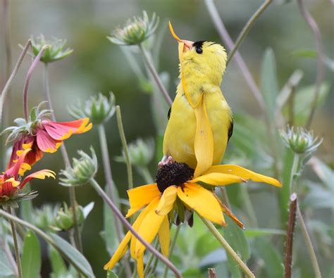 Five Tips For Nesting Box Success • The National Wildlife Federation Blog