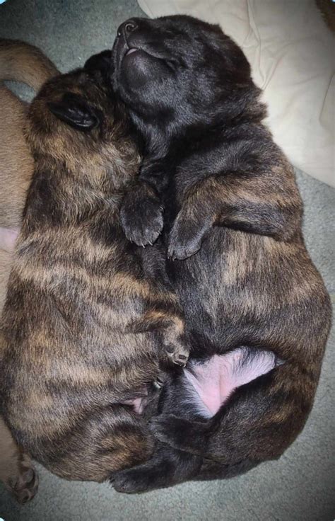 Dutch Shepherd/Malinois puppies | Dogs & Puppies for Rehoming | Ottawa ...