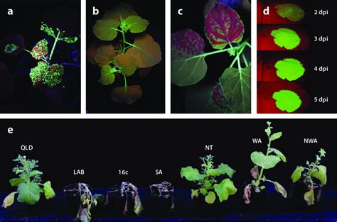 Nicotiana Benthamiana Isolates Responses To Viruses A N