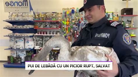 Pui De Leb D Cu Un Picior Rupt Salvat Litoral Tv Youtube