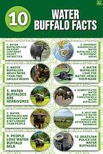 10 Essential Facts About Water Buffalo - A-Z Animals