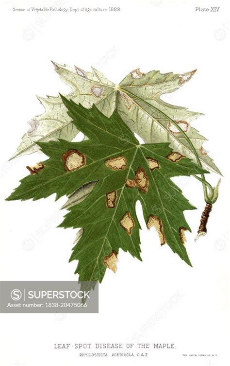 Leaf-Spot Disease of the Maple, Maple-Leaf Blight, Phyllostica ...