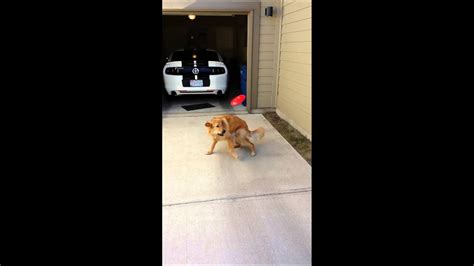 Golden Retriever Frisbee Fail Youtube