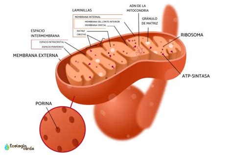 Actualizar Mitocondria Dibujo Y Sus Partes Camera Edu Vn