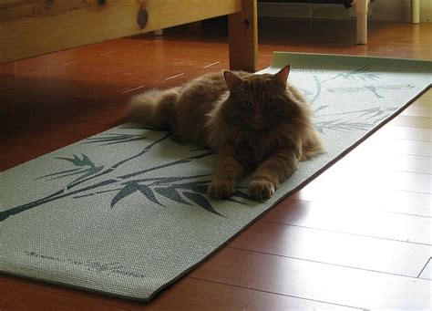 Cat Yoga - A Husky Life