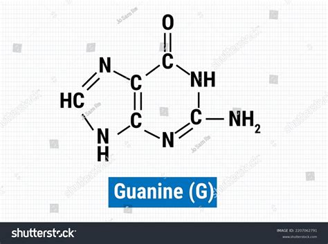 Chemical Structure Guanine G Stock Vector Royalty Free 2207062791 Shutterstock