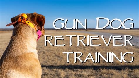 Training Gun Dogs To Retrieve Youtube