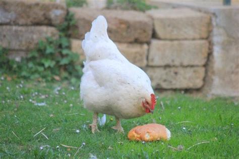 Peut On Donner Du Pain Aux Poules Bienfaits Quantit Et Comment Le