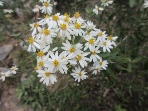 Subspecies Olearia Phlogopappa Continentalis Inaturalist