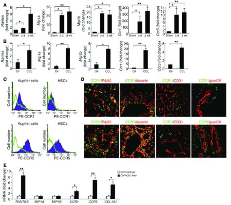 Cc Chemokines And Their Receptors Are Upregulated In Murine And Human