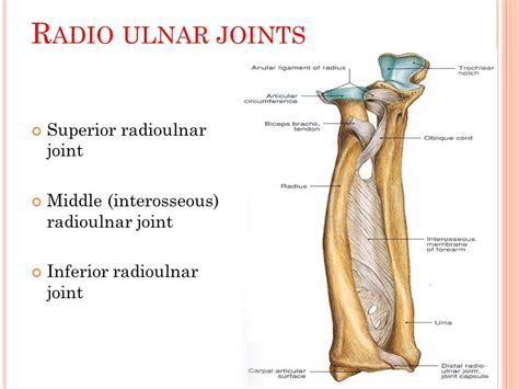 Muscles Of Elbow Radioulnar Joint Diagram Quizlet