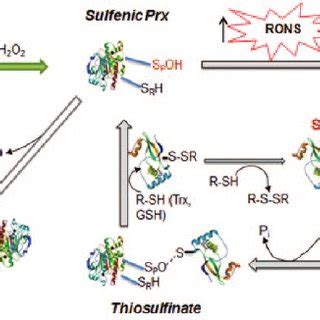 Prxs Share A Common Catalytic Mechanism Where By Reducing Peroxide