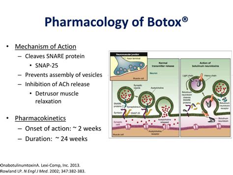 Ppt Onabotulinumtoxina Botox® For The Treatment Of Overactive Bladder Powerpoint