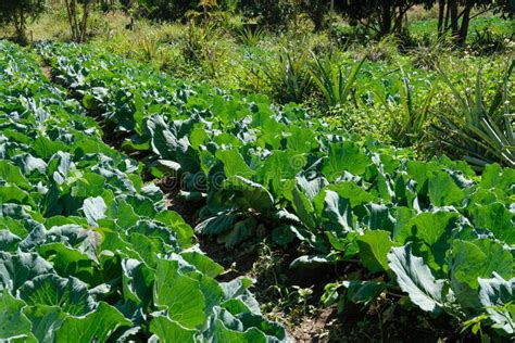 Cabbage Plant Growing in Farm. Vegatable Plantation in Garden Stock ...