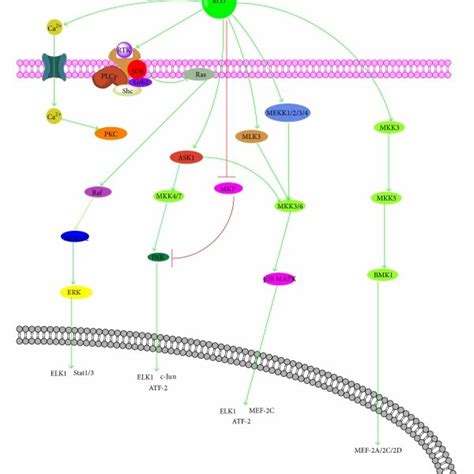 Cross Talk Between Ros And Mptp Vdac Voltage Dependent Anion Channel