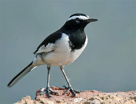 Northern Ireland's Feathered Friends: 11 Birds That Will Brighten Your ...