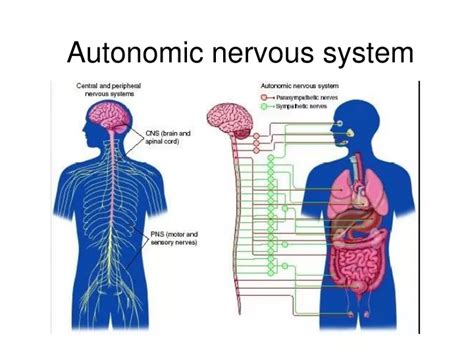 Ppt Autonomic Nervous System Powerpoint Presentation Free Download