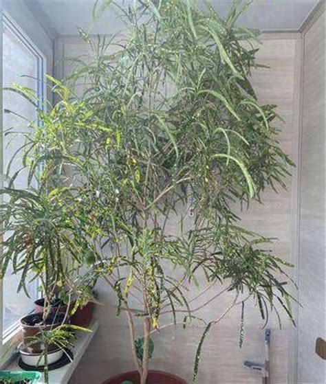 Кротон узколистный (брызги шампанского) | Festima.Ru - Мониторинг ...