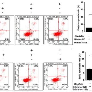 Mir A P Enhances Cisplatin Chemosensitivity By Regulating