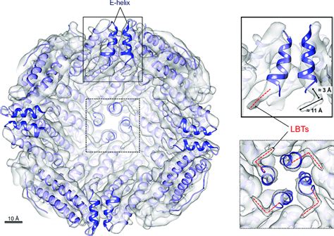 Cryo Electron Microscopy Structure Of Hft Lbt Internal View Sliced At Download Scientific