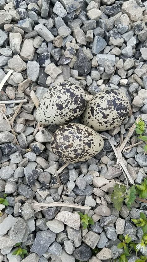 NestWatch | Killdeer eggs - NestWatch