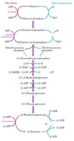 Biochemistry Ii Module Of The Mcat Self Prep Ecourse Lesson