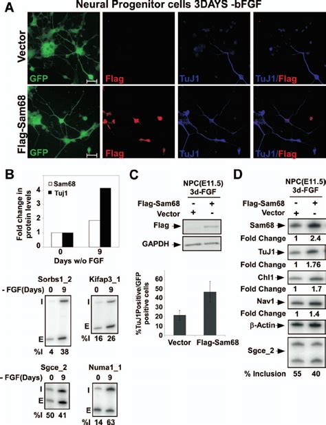 Overexpression Of Sam68 Enhances Neuronal Differentiation Of Npcs A