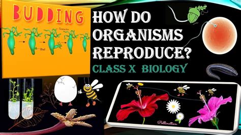 How Do Organisms Reproduce Class 10 Biology Full Chapter Ncert Board