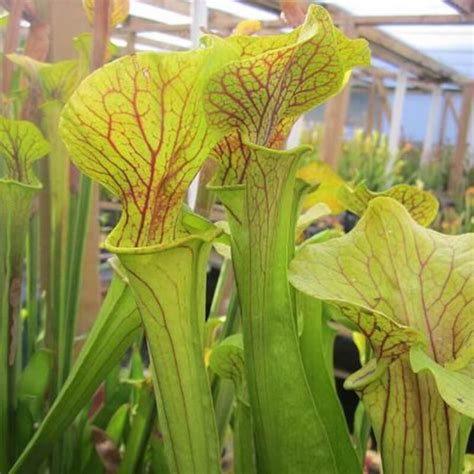 Sarracenia Entretien Fiche De Culture Plante Carnivore Interieur