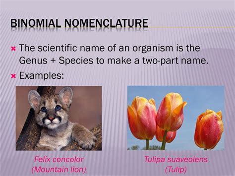 Biological Classification Ppt Download