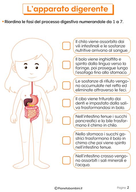 Lapparato Digerente Schede Didattiche Per La Scuola Primaria