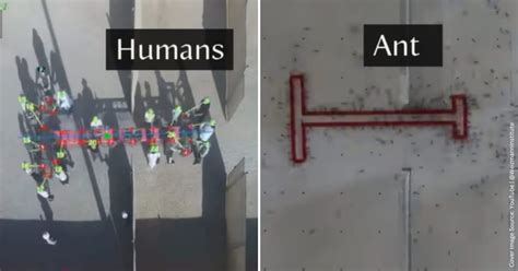 Scientists Compared Humans And Ants Maneuvering A T Shaped Object