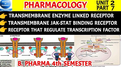 Transmembrane Enzyme Linked Receptors Transmembrane Jak Stat Binding