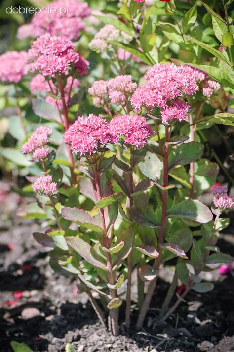 Szkółka Bylin Dobrepole Sedum Spectabile Munstead Dark Red