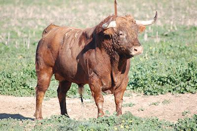 Espai Taur Toro De La Martelilla Para Almassora