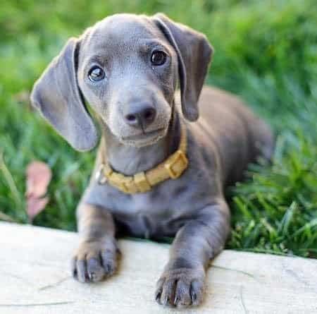 Weimaraner Dachshund Mix: The Dazzling Daimeraner